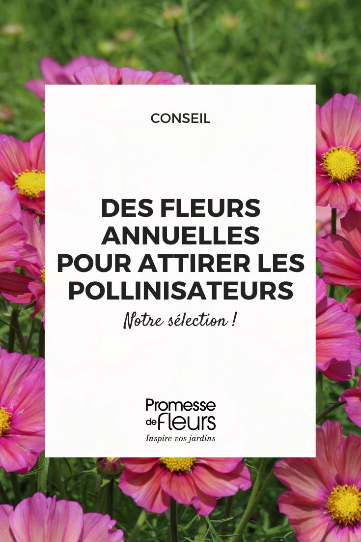 Melliferous annual flowers to attract pollinators Cosmos bipinnatus 'Xsenia'