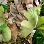 Platycerium, Staghorn Fern: Cultivation and Care