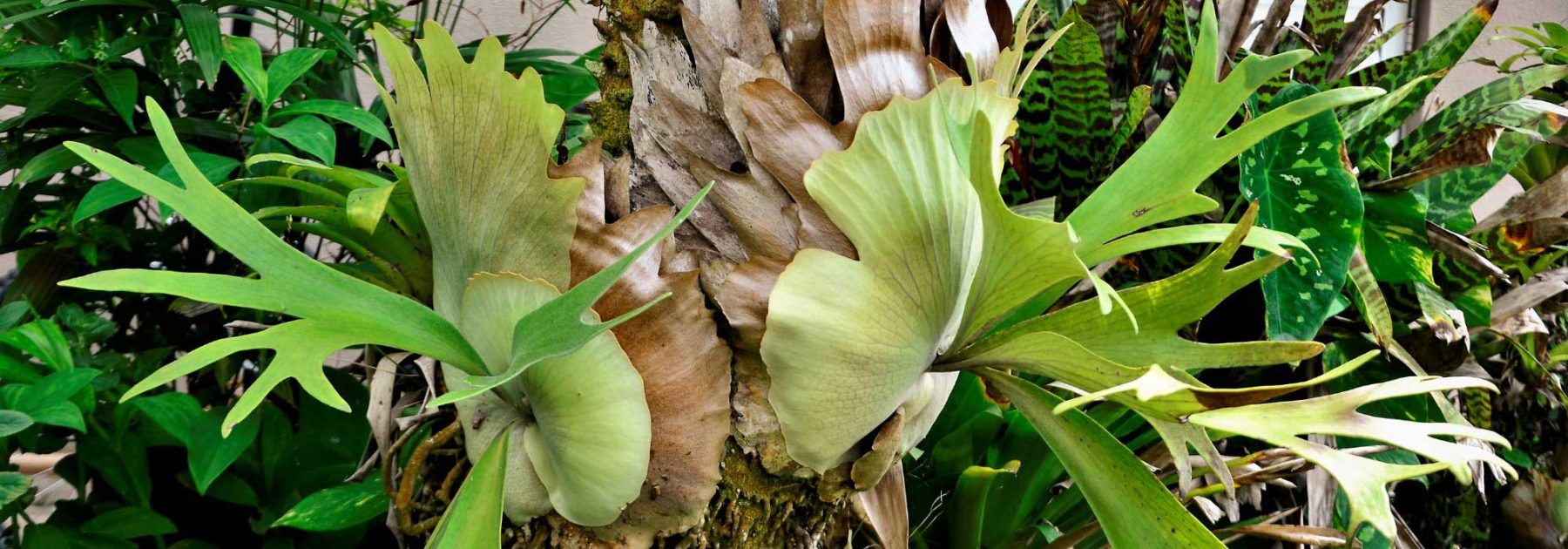 Platycerium, Staghorn Fern: Cultivation and Care