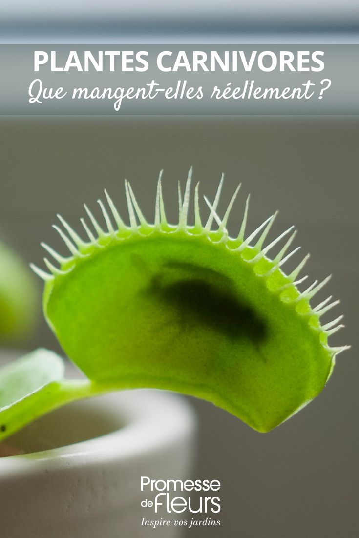 What do carnivorous plants really eat Dionaea muscipula