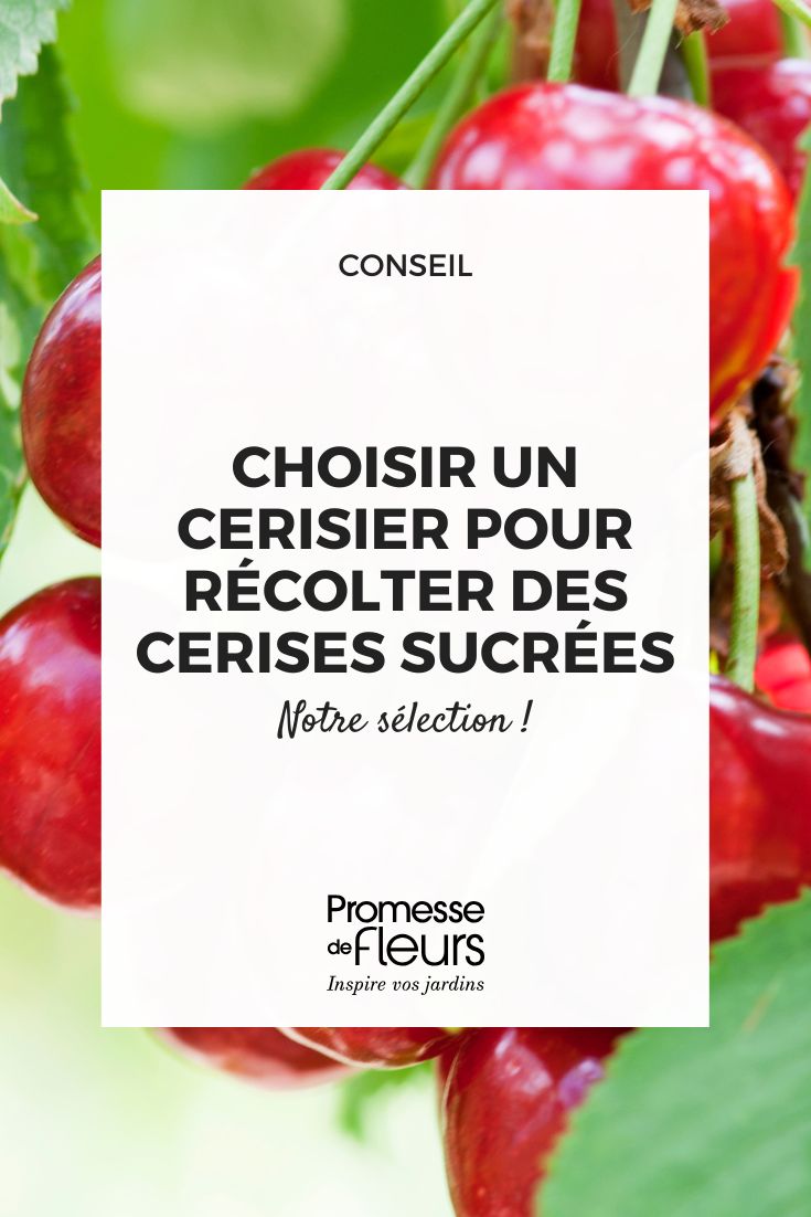 Which varieties of cherry tree for large, juicy cherries a cherry tree with sweet-juiced cherries