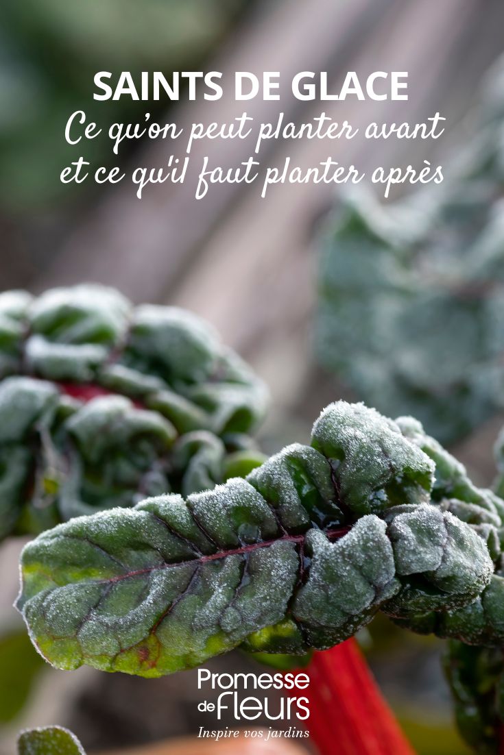 Ice Saints: What You Can Plant Before and What to Plant After Planting in the vegetable garden or garden and late frosts. Here's an over-ripe young plant that has been hit by frost.