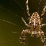 Spiders in the Garden: Why You Should Leave Them Be?