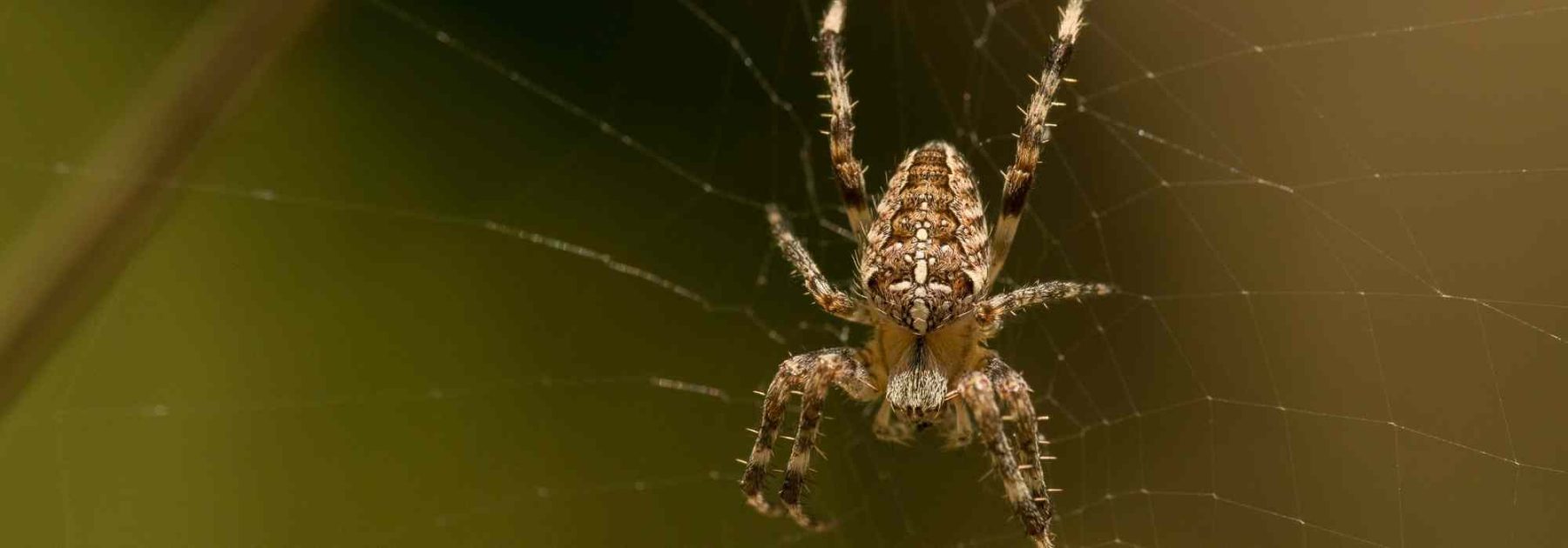 Spiders in the Garden: Why You Should Leave Them Be?