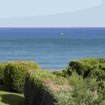 The best bushes for oceanic and coastal climate