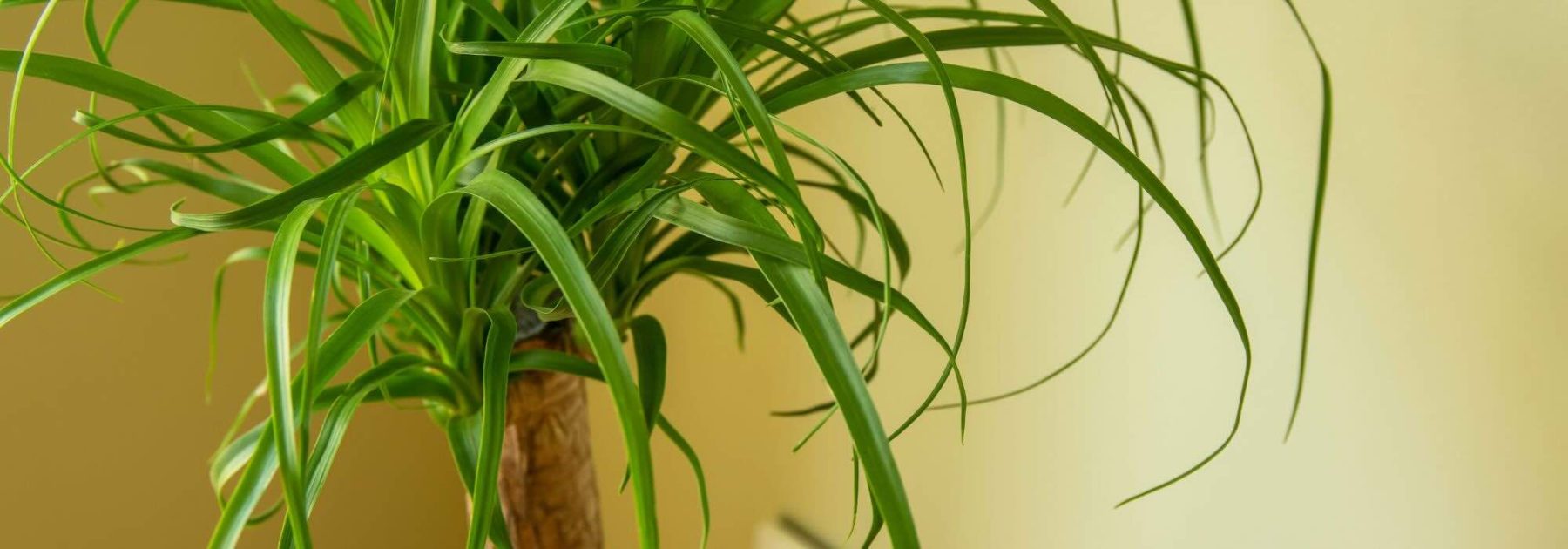 Beaucarnea or Elephant's Foot: Caring for This Houseplant Through the Seasons
