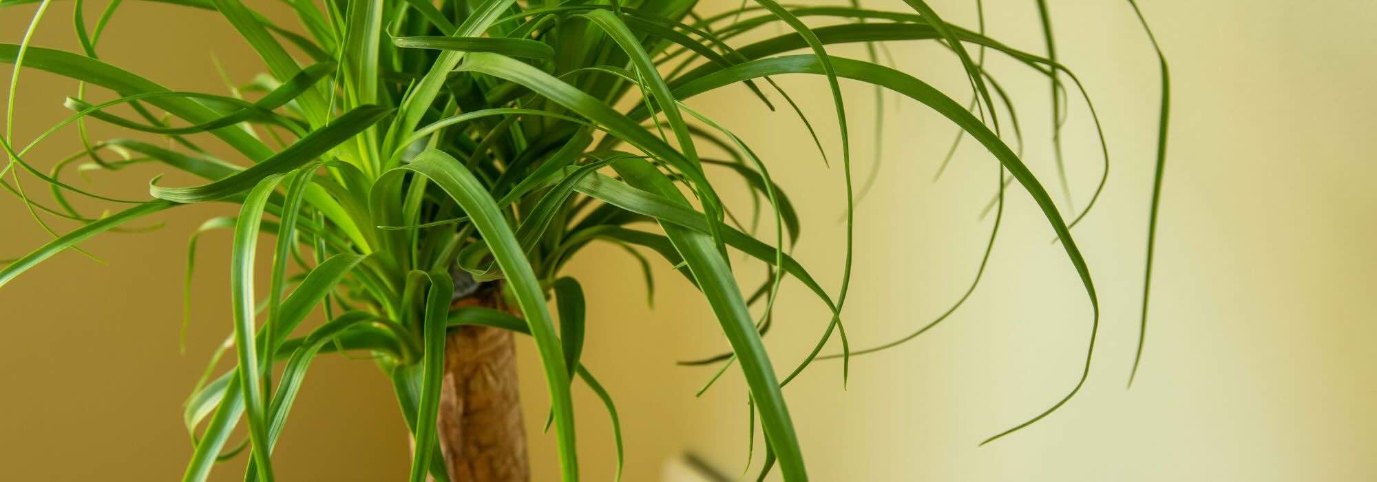 Beaucarnea or Elephant's Foot: Caring for This Houseplant Through the Seasons
