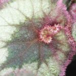 Indoor Begonias, Care Throughout the Seasons