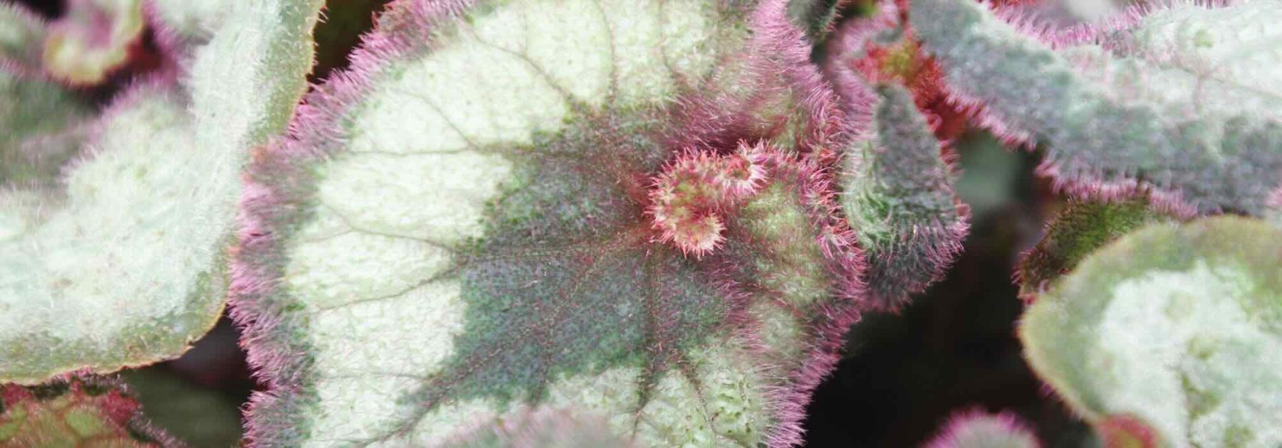 Indoor Begonias, Care Throughout the Seasons