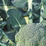 How to choose the best broccoli variety for the vegetable garden?