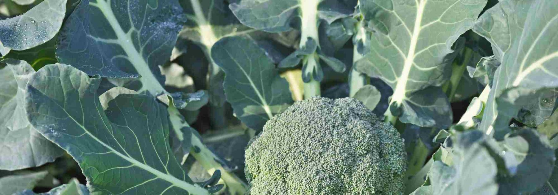 How to choose the best broccoli variety for the vegetable garden?