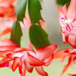 Christmas Cactus, Schlumbergera: Cultivation and Care for a Stunning Winter Flowering  

(Note: The botanical name "Schlumbergera" remains unchanged as per guidelines. The common name "Cactus de Noël" is translated to "Christmas Cactus," a widely accepted term in British English. "Floraison" is translated as "flowering" in accordance with the provided glossary.)