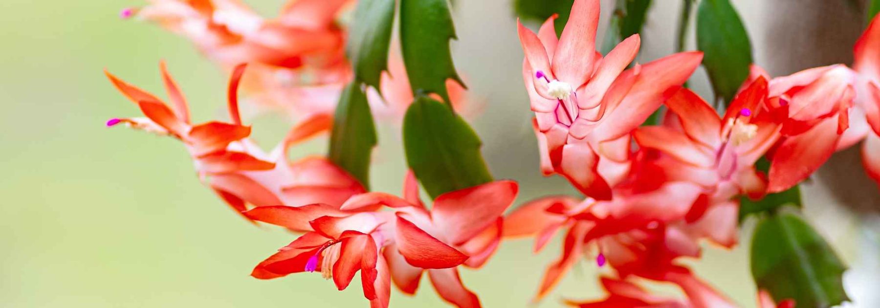 Christmas Cactus, Schlumbergera: Cultivation and Care for a Stunning Winter Flowering
(Note: The botanical name "Schlumbergera" remains unchanged as per guidelines. The common name "Cactus de Noël" is translated to "Christmas Cactus," a widely accepted term in British English. "Floraison" is translated as "flowering" in accordance with the provided glossary.)