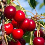 Which cherry tree to plant for a harvest of large sweet cherries?
