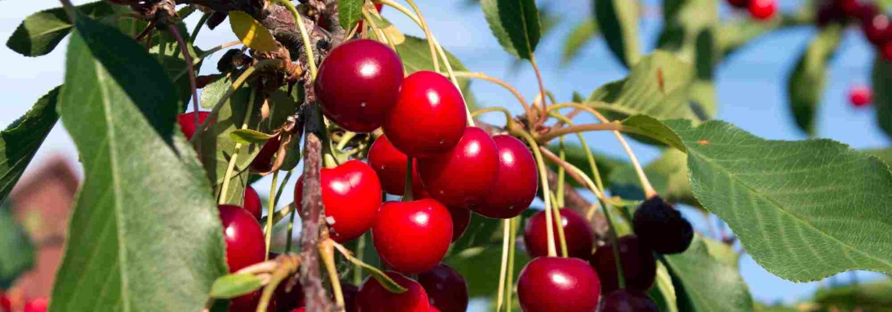 Which cherry tree to plant for a harvest of large sweet cherries?