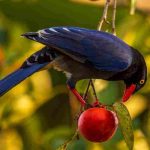 Bird netting for cherry trees: when and how to install it?