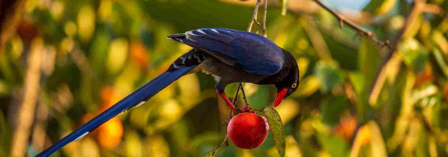 Bird netting for cherry trees: when and how to install it?