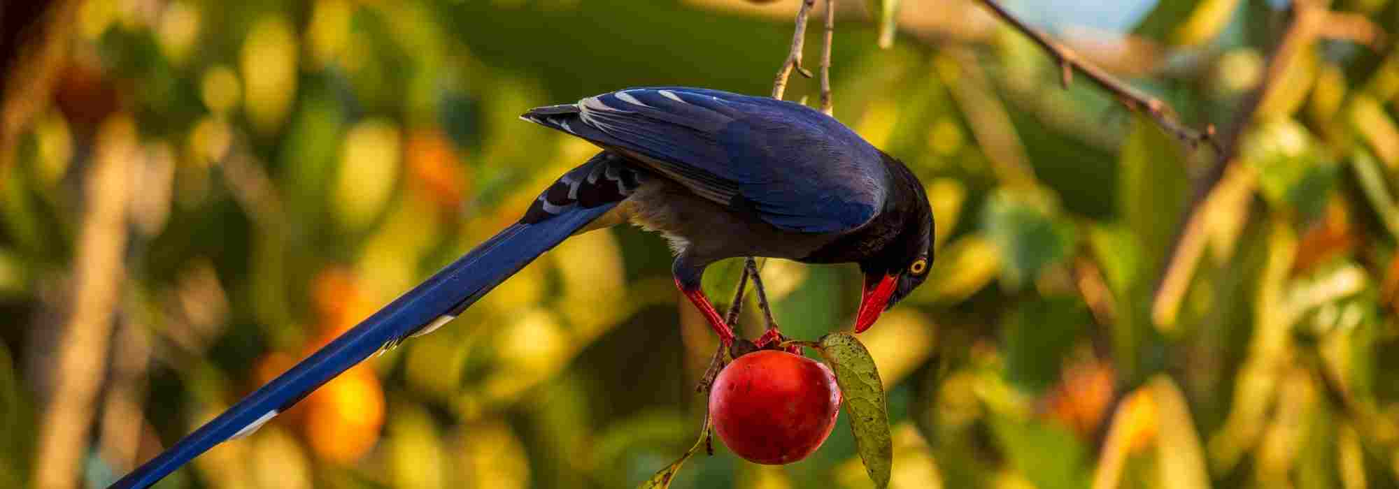 Bird netting for cherry trees: when and how to install it?