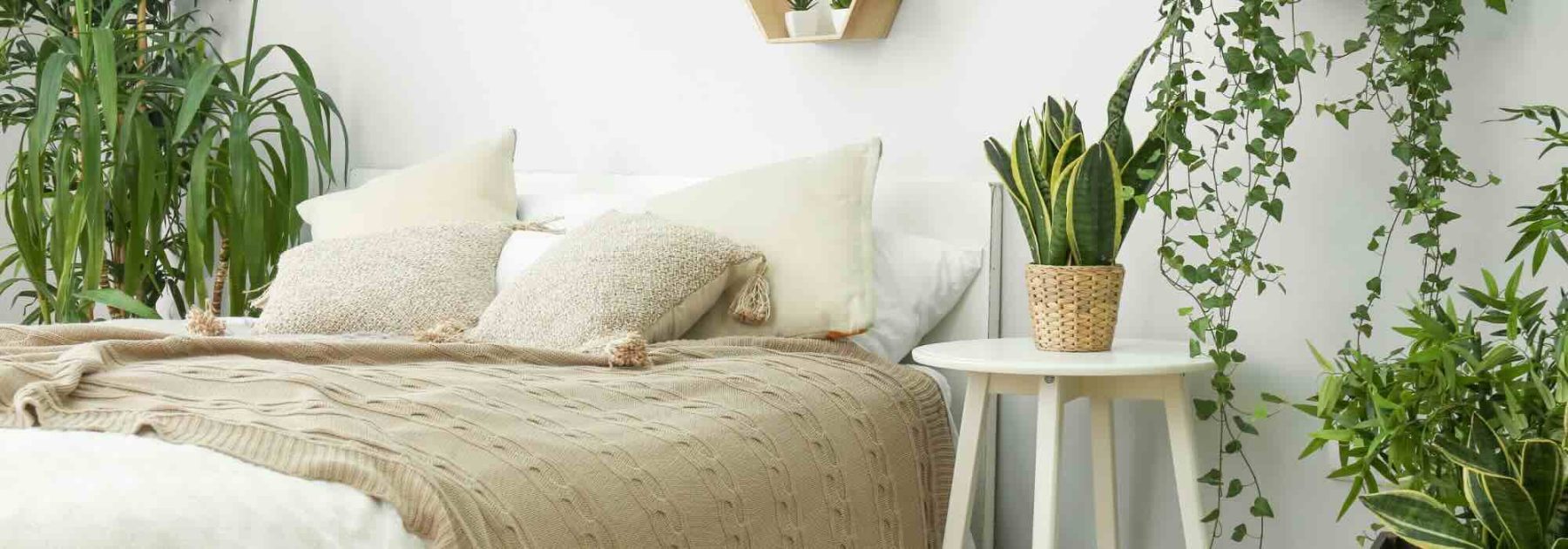 Perfect Indoor Plants for a Bedroom: Our Practical Guide