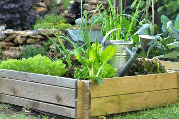 How to make raised vegetable beds?