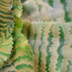 Cryptanthus: Diseases, Parasitic Issues and Common Problems of This Houseplant