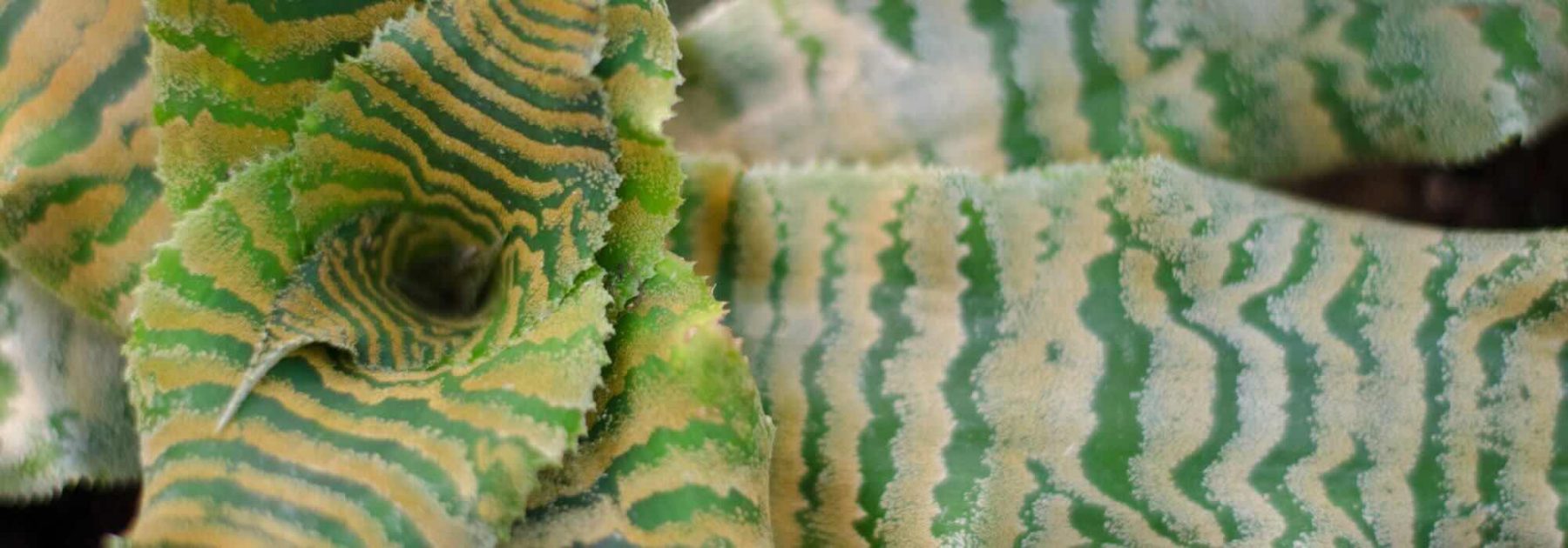 Cryptanthus: Diseases, Parasitic Issues and Common Problems of This Houseplant