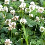 Combining Green Manures and Vegetable Crops: A Winning Strategy