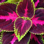 Indoor Coleus: Care Through the Seasons