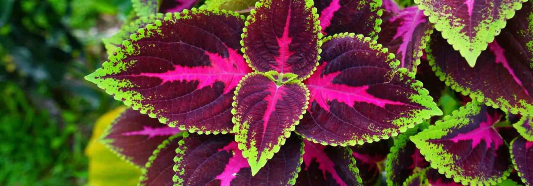 Indoor Coleus: Care Through the Seasons