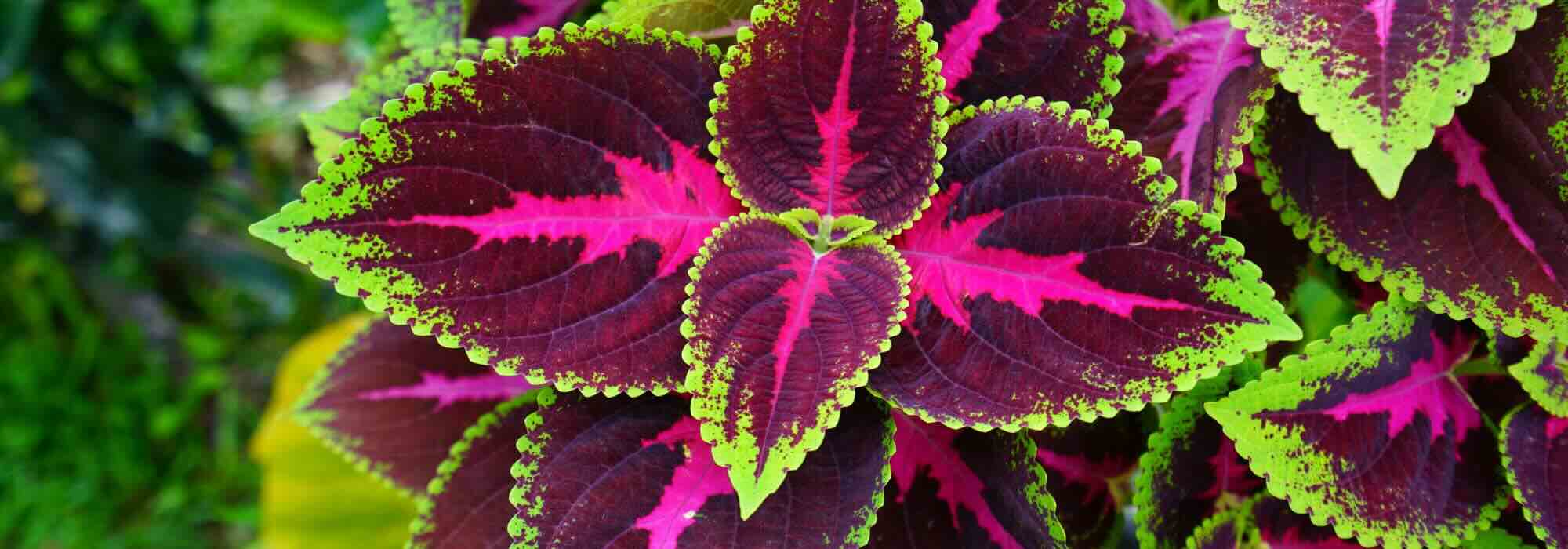 Indoor Coleus: Care Through the Seasons