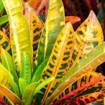 Croton: Caring for This Houseplant Through the Seasons