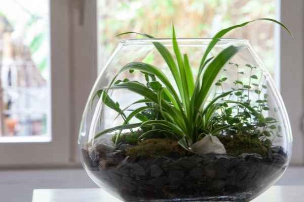 How to make an open terrarium?