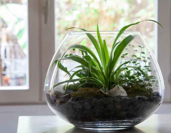 How to make an open terrarium?