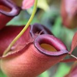 Drosera, Dionaea, Sarracenia... the major families of carnivorous plants
