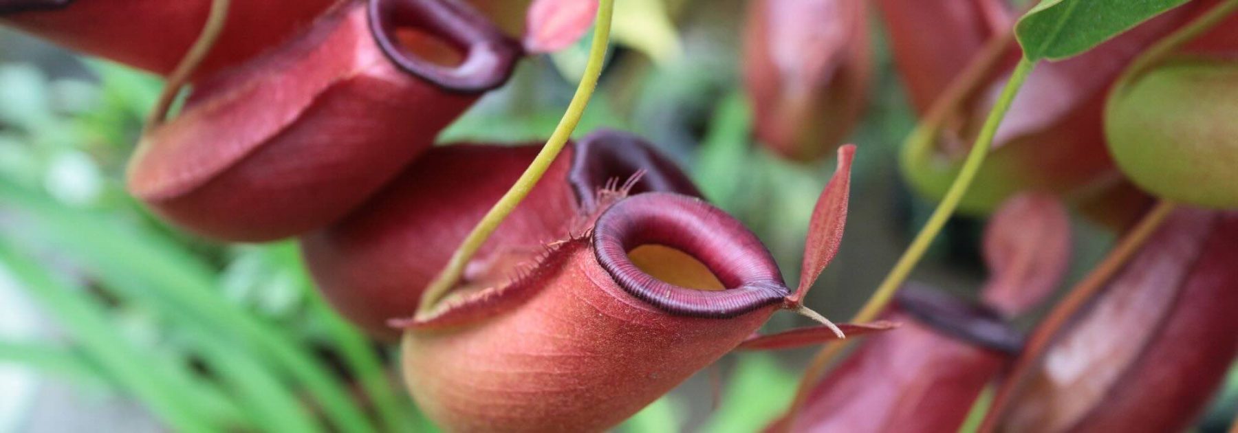Drosera, Dionaea, Sarracenia... the major families of carnivorous plants