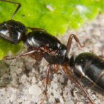 Ants in your pots or at the base of your plants: what should you do?