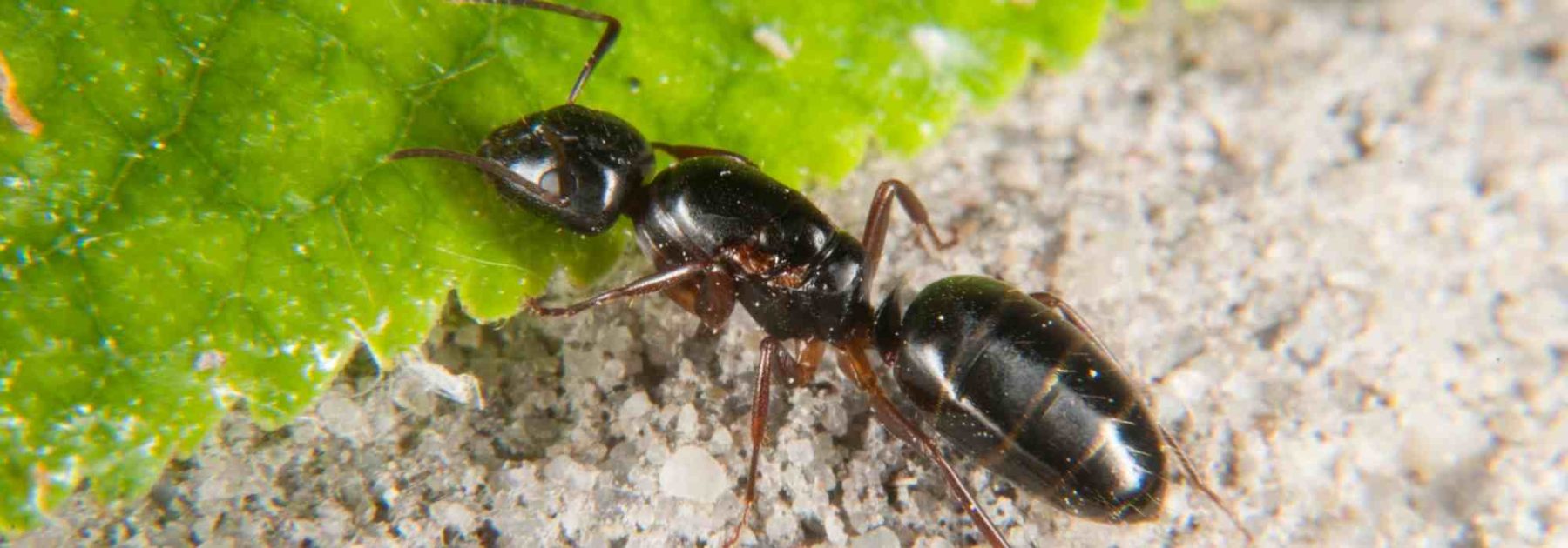 Ants in your pots or at the base of your plants: what should you do?