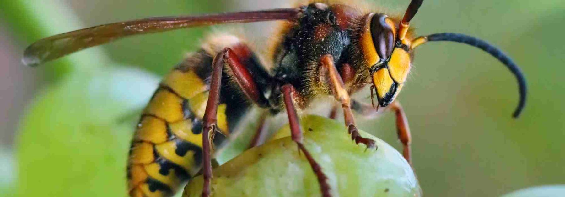 How to protect your fruit harvest from hornets?