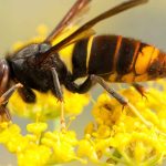 A Wasp Nest in Your Garden: What to Do?