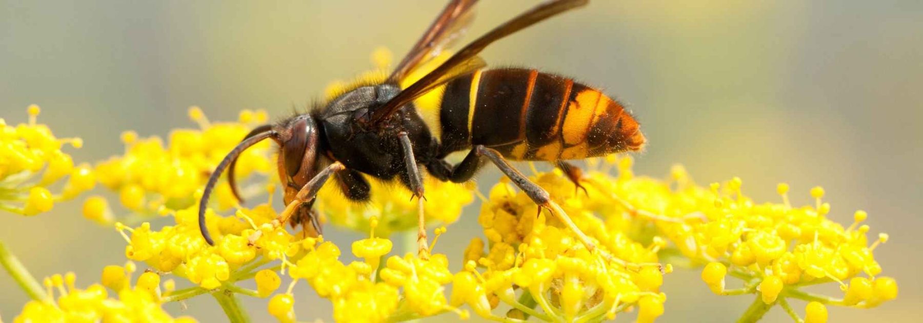 A Wasp Nest in Your Garden: What to Do?