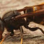 Asian Hornet and European Hornet: How to Tell Them Apart?