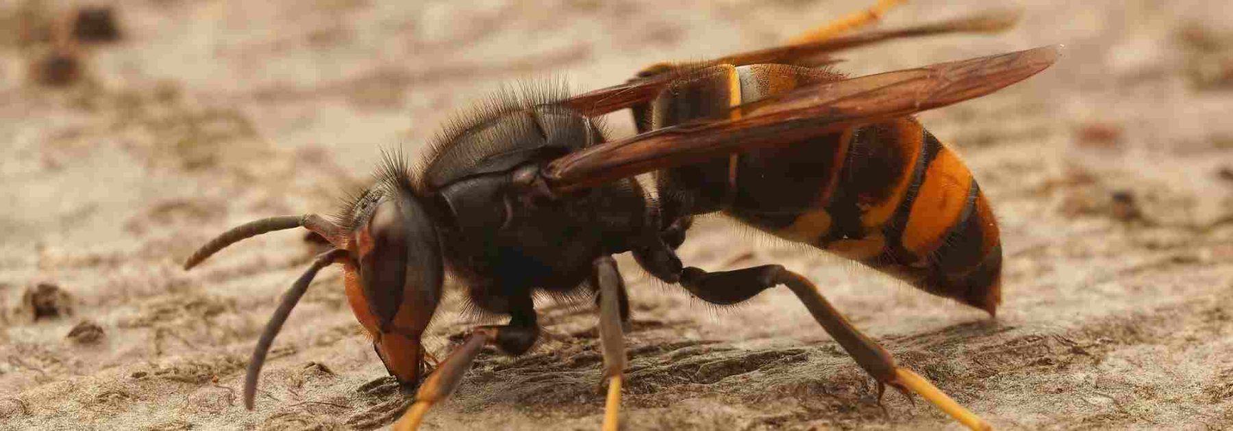 Asian Hornet and European Hornet: How to Tell Them Apart?