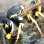 How to limit wasps in the garden without harming biodiversity?