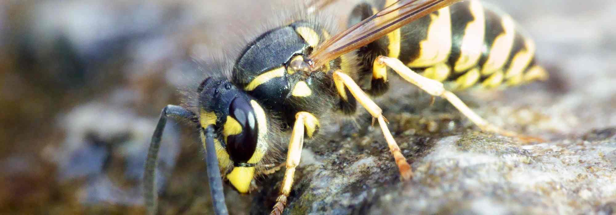 How to limit wasps in the garden without harming biodiversity?