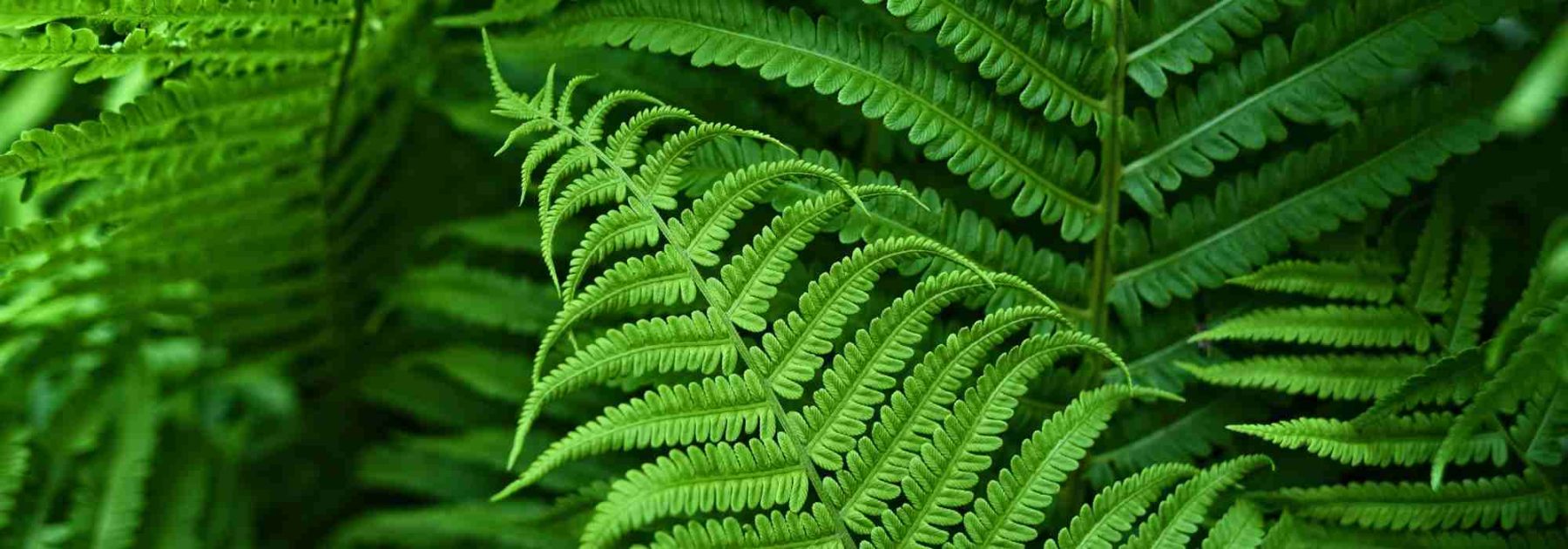 Foliage: A Closer Look at the Most Common Leaf Shapes