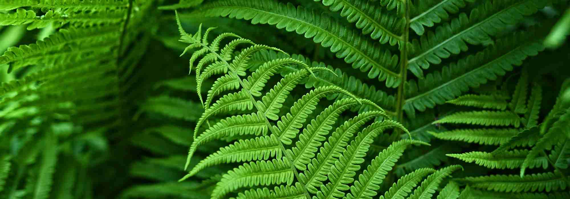 Foliage: A Closer Look at the Most Common Leaf Shapes