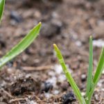 Ice Saints: What You Can Plant Before and What to Plant After