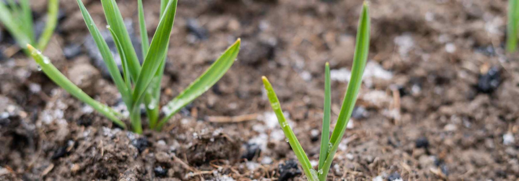 Ice Saints: What You Can Plant Before and What to Plant After