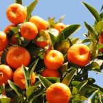 The most common diseases and parasitic pests of mandarin trees