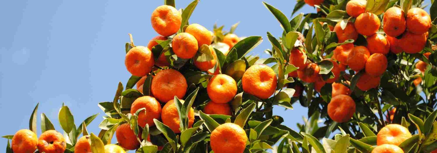 The most common diseases and parasitic pests of mandarin trees